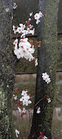 Photo by Sheila Webber of spring blossom and bark in March 2024